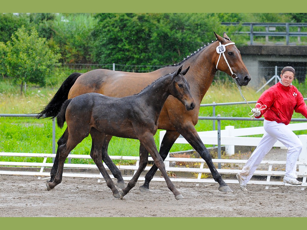 Capri von Billwil - Frauenfeld 7. Juni 2007